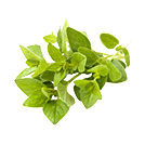 Oregano
